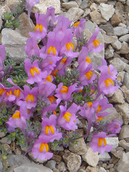 Linaria alpina ssp filicaulis photo